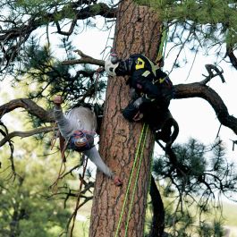 Tree Rescue Workshop - Firefighter - RTR